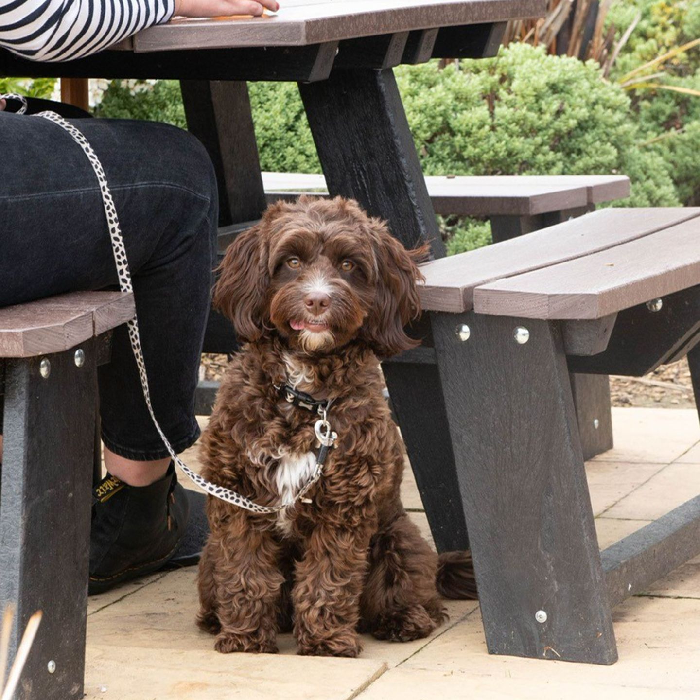 Your local dog friendly pub in Ferndown